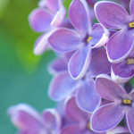 куст сирени под окном