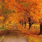 песни падающих листьев