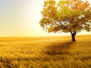 15175_2013-04-23-17-36-35